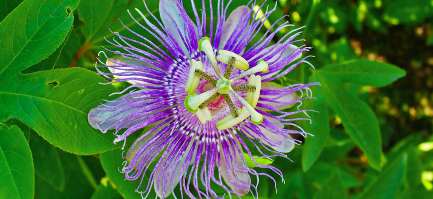 passiflora